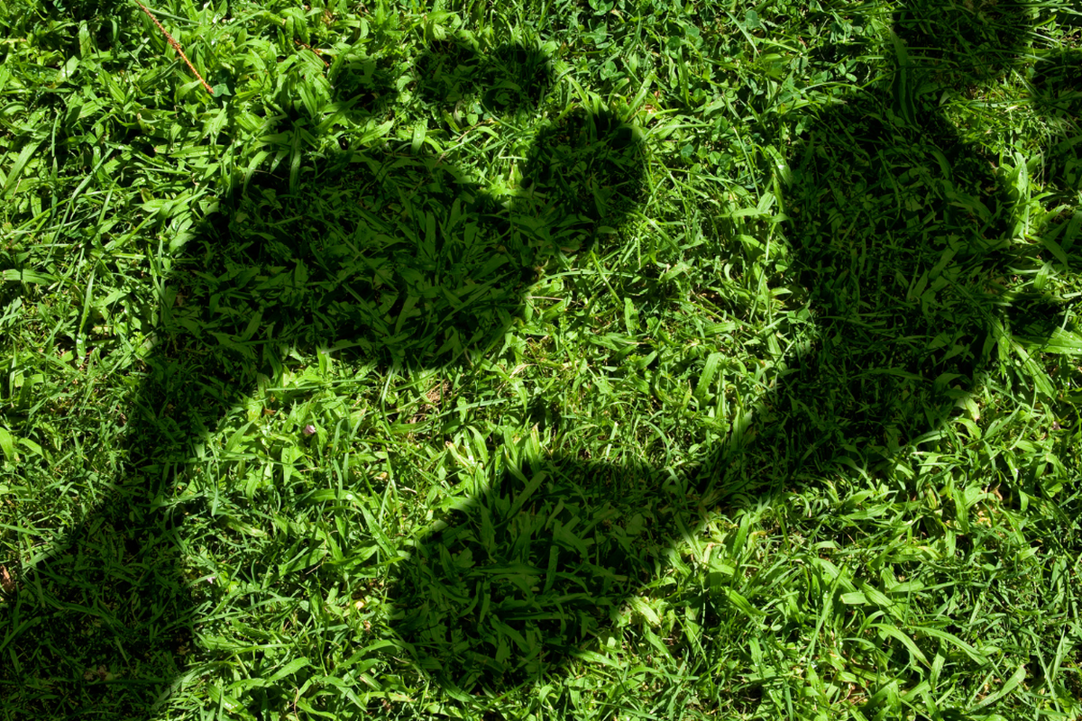 Newbury join Carbon Database Initiative