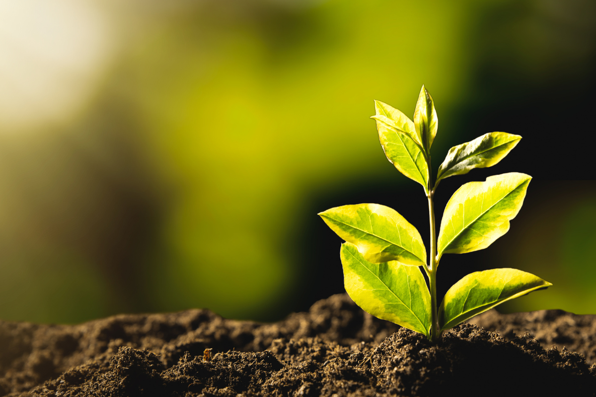 Our green glossary